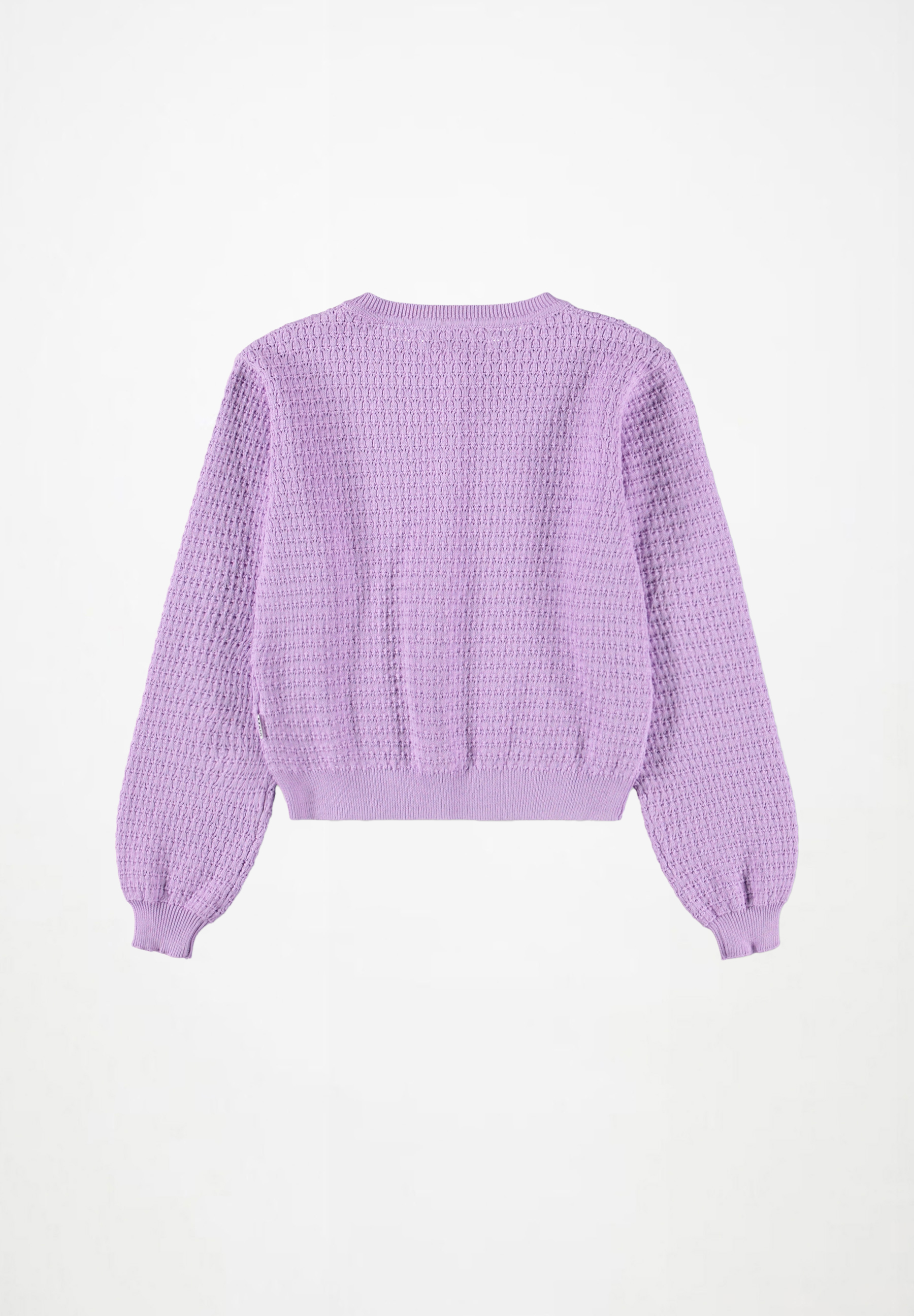 Georgina Crocus Petal