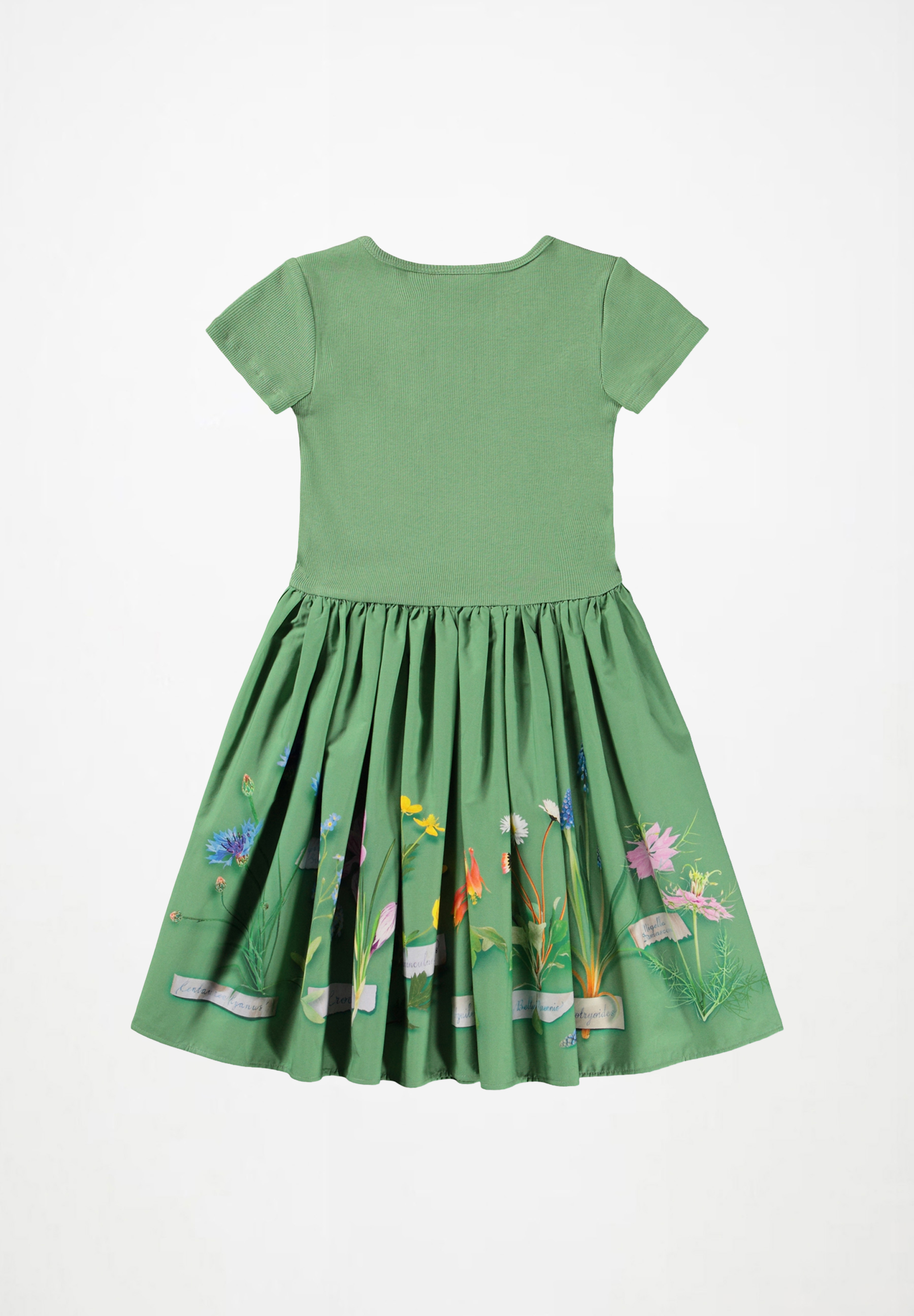 Cissa Flora Collector