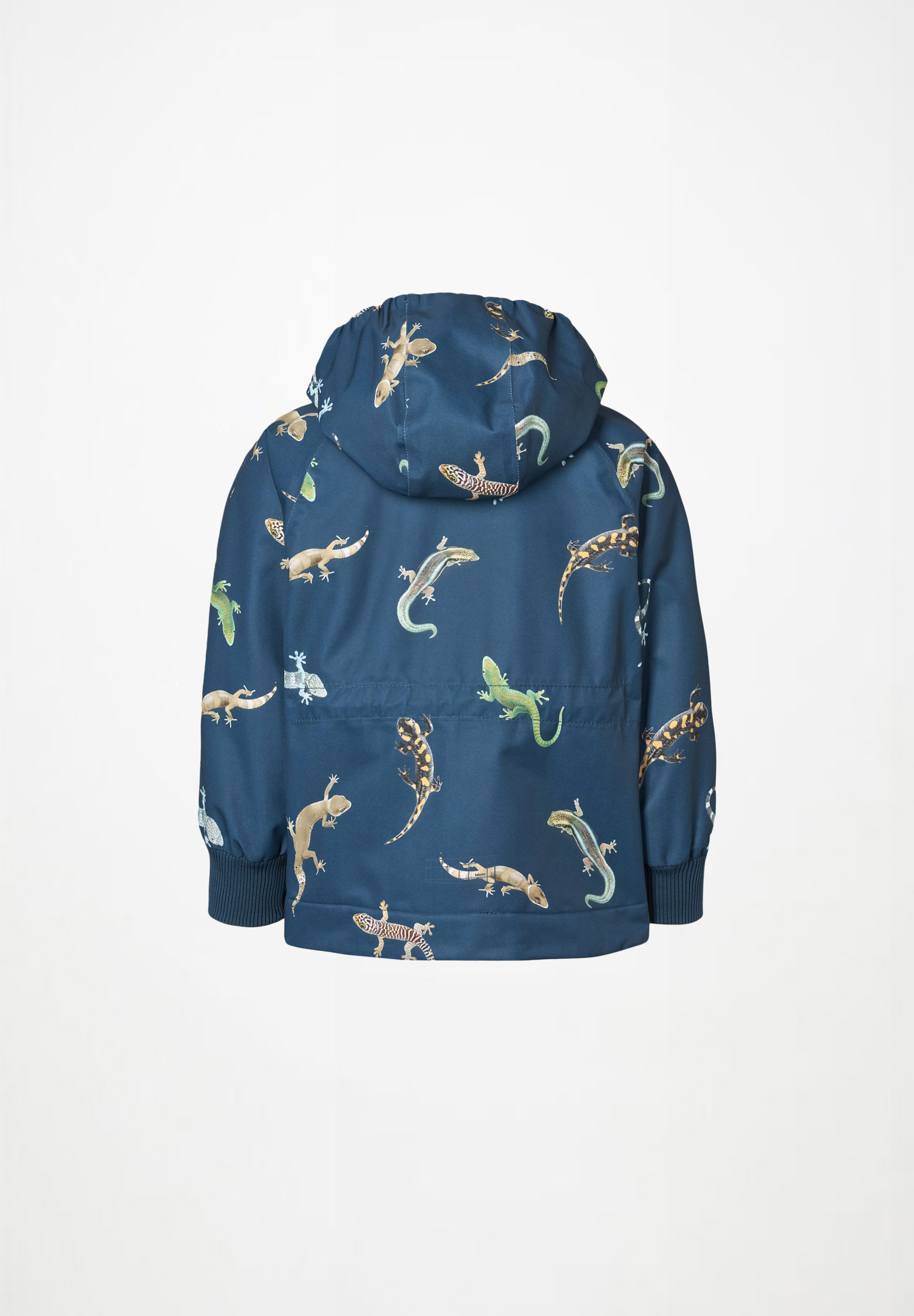 Hoplas Gecko Oceanica