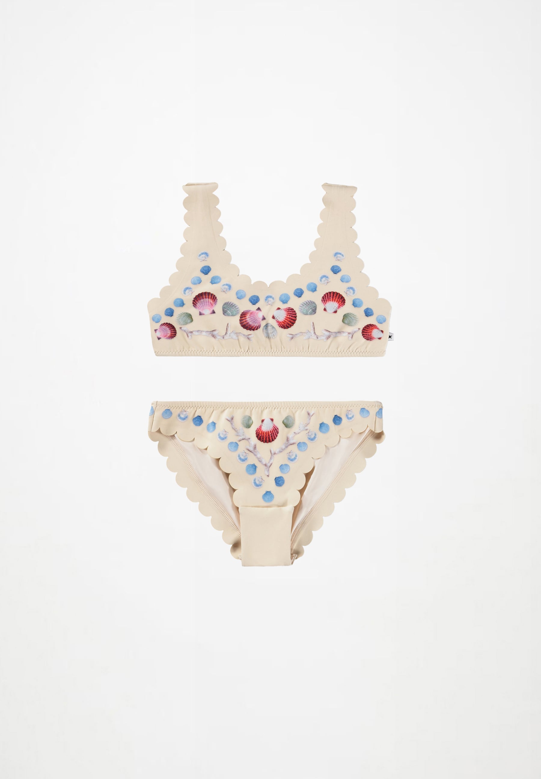 Nolina Sea Shell Deco