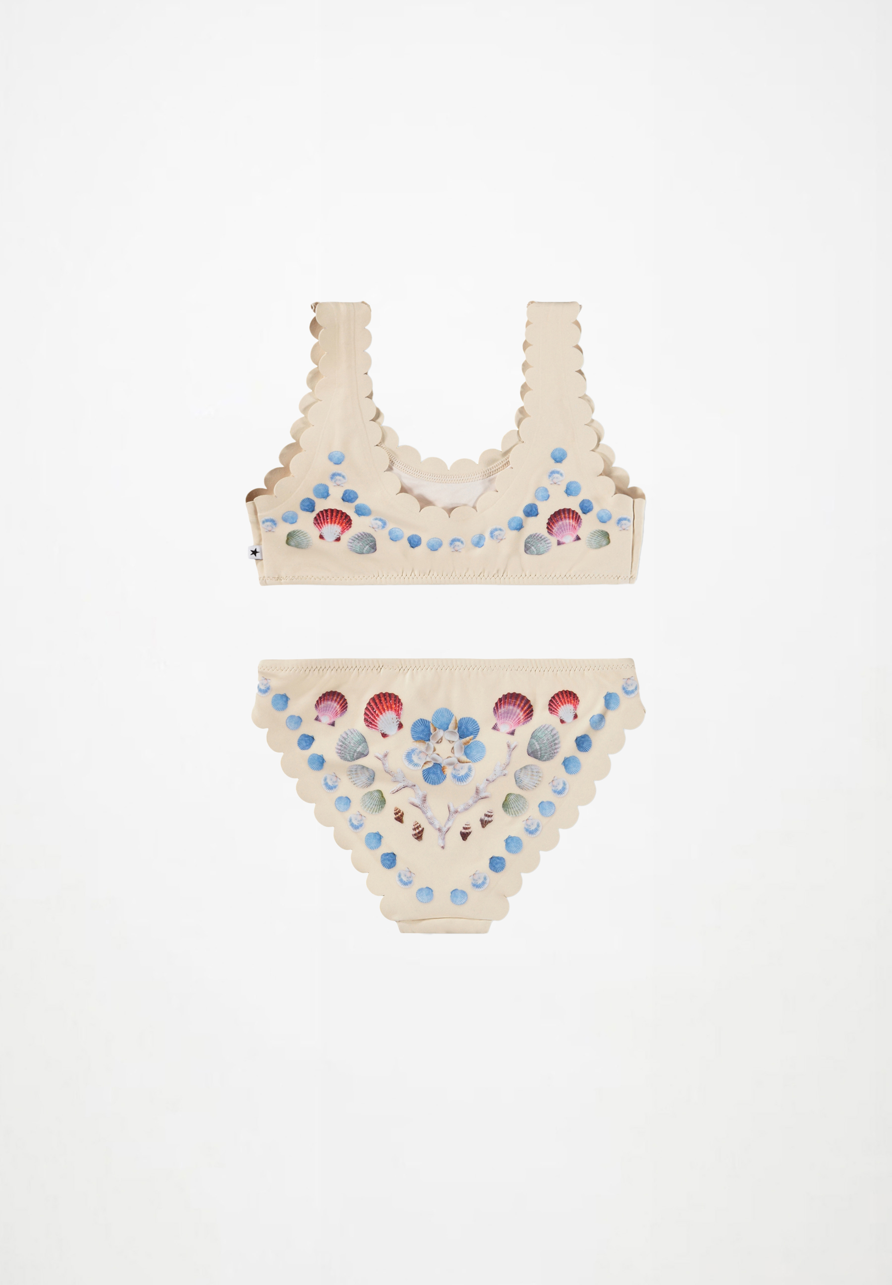 Nolina Sea Shell Deco