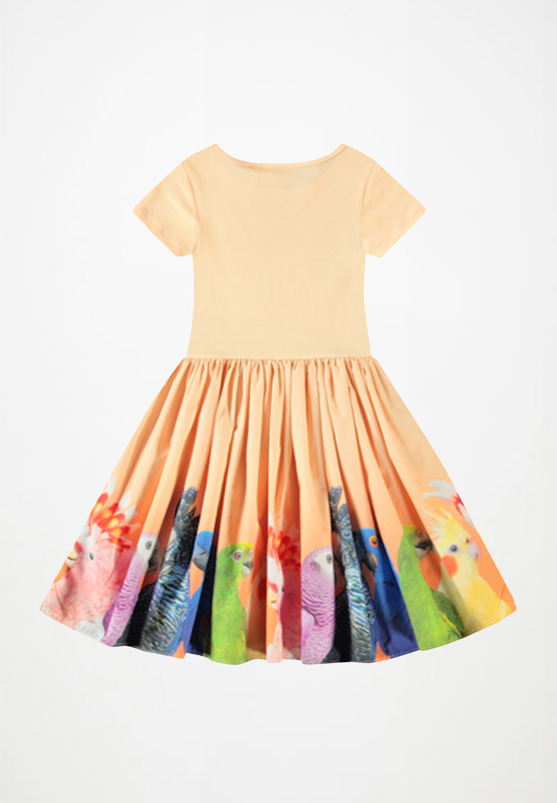 Cissa Rainbow Parrots