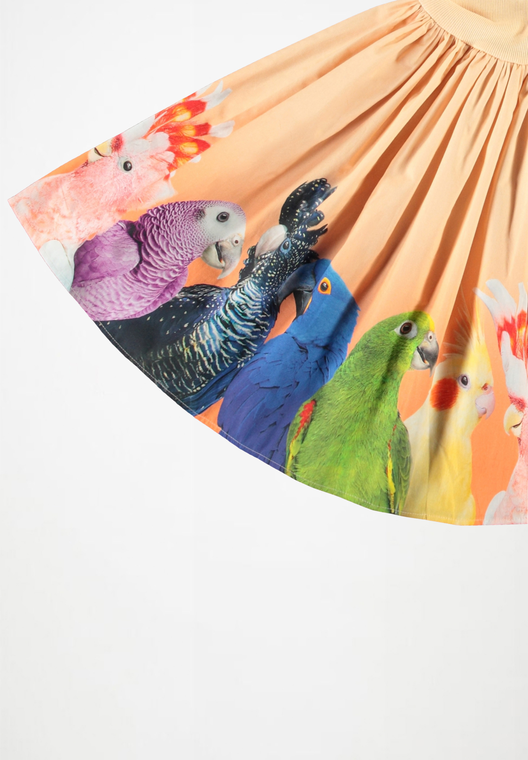 Cissa Rainbow Parrots