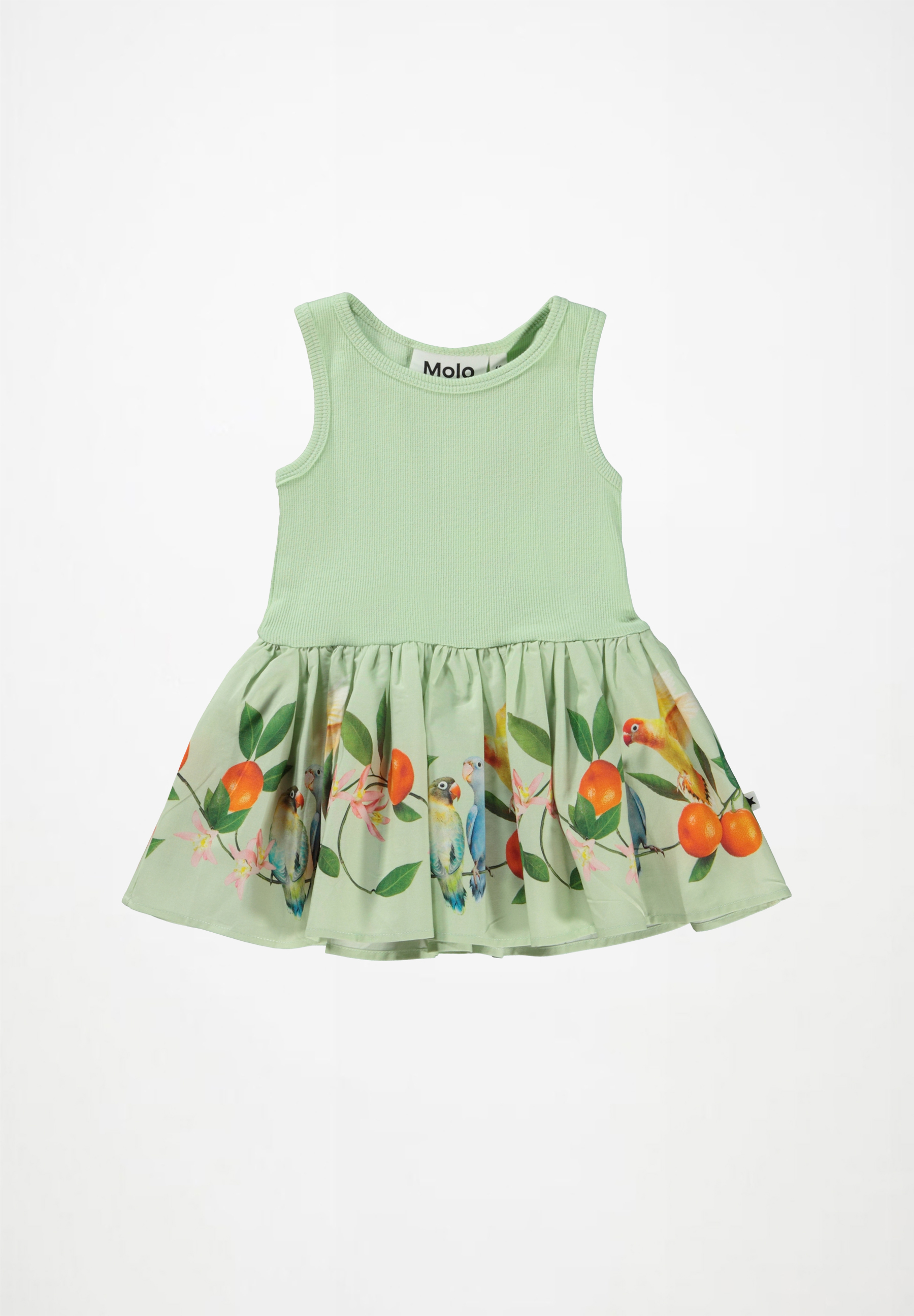 Cordelia Sweet Parakeet