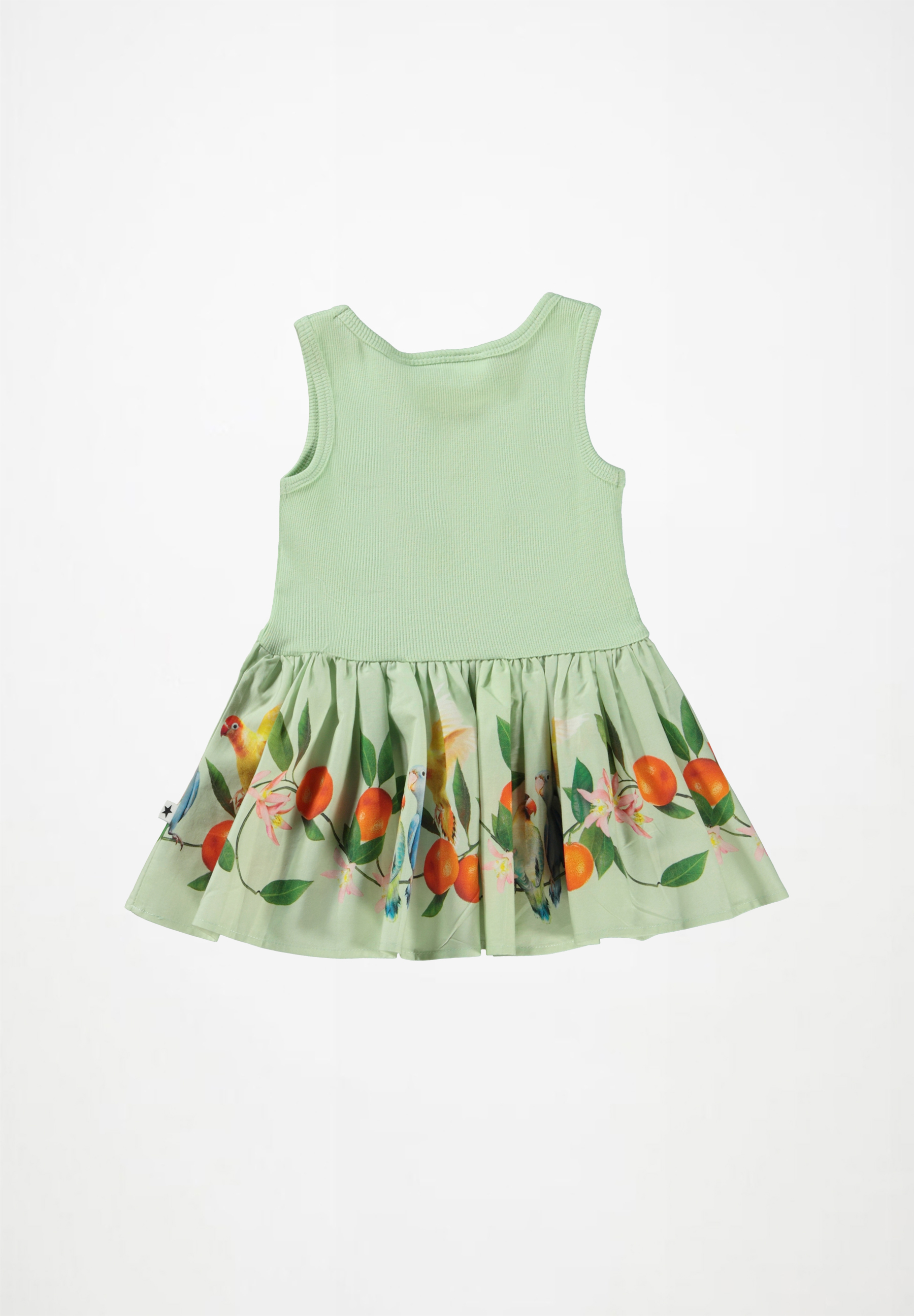 Cordelia Sweet Parakeet