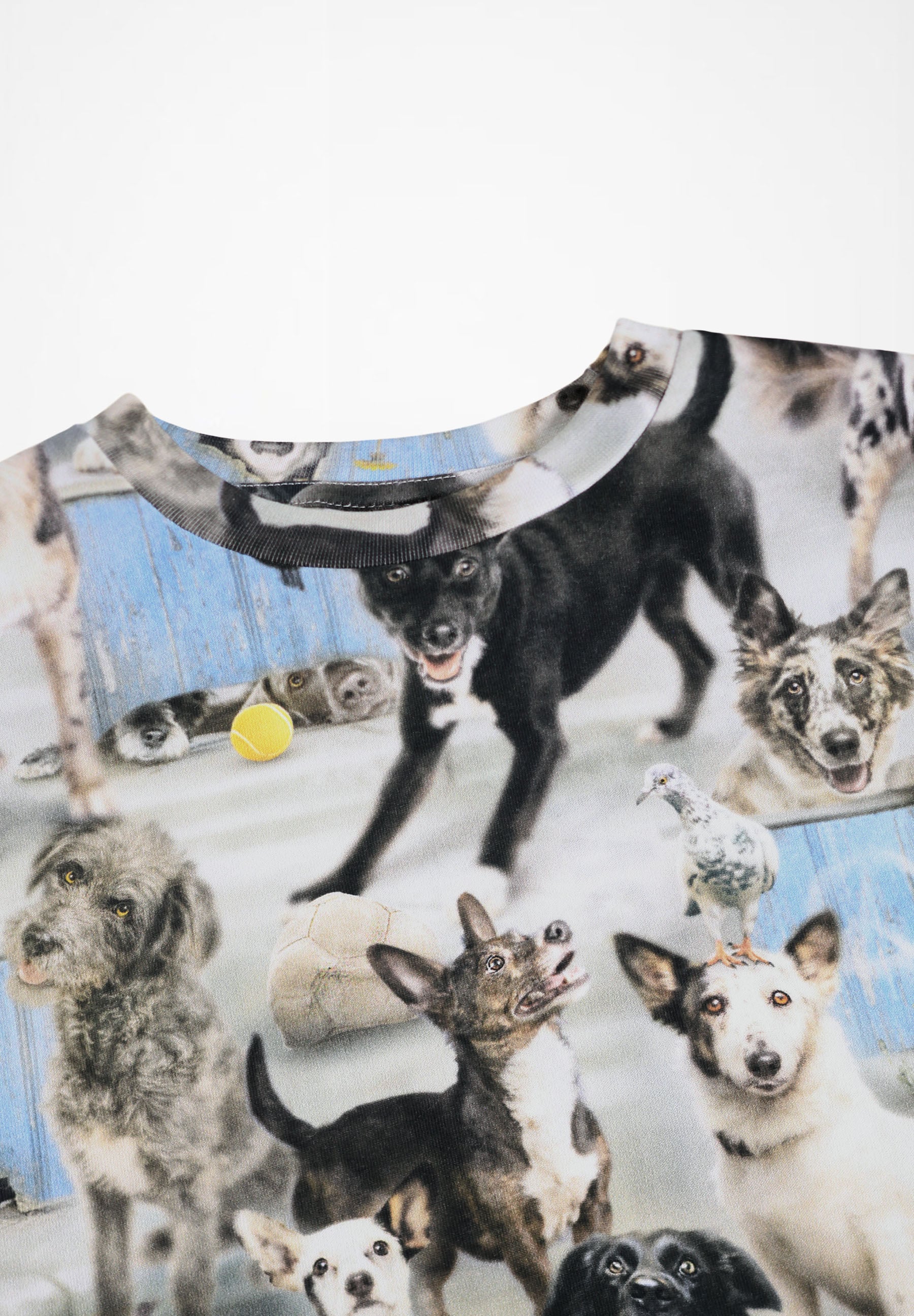 Ralphie Curious Dogs