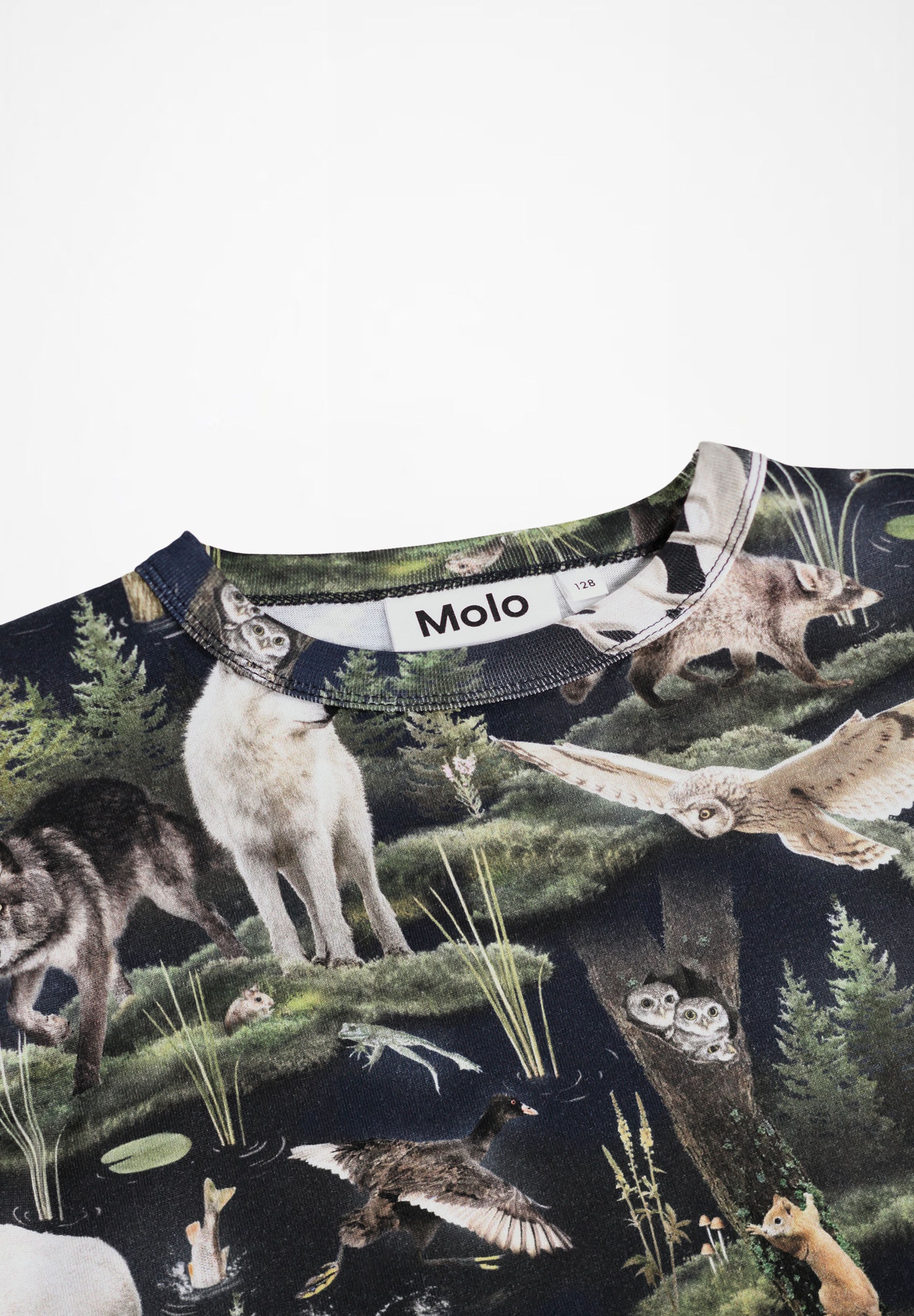 Rill Forest Fauna