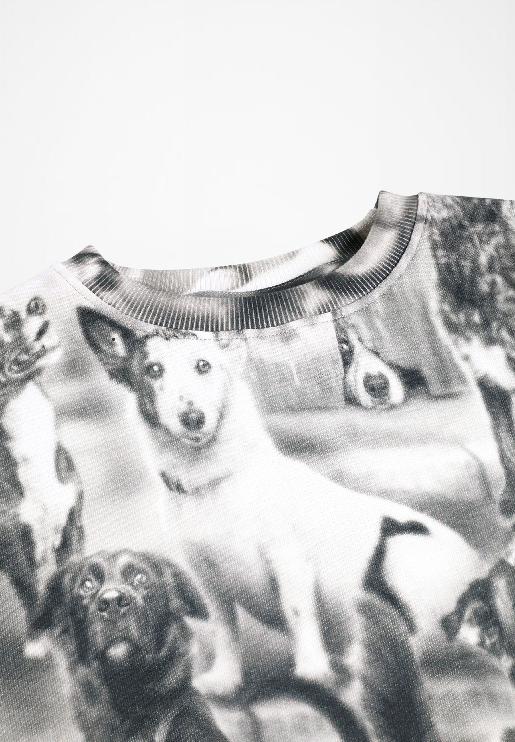 Mattis BW Dogs