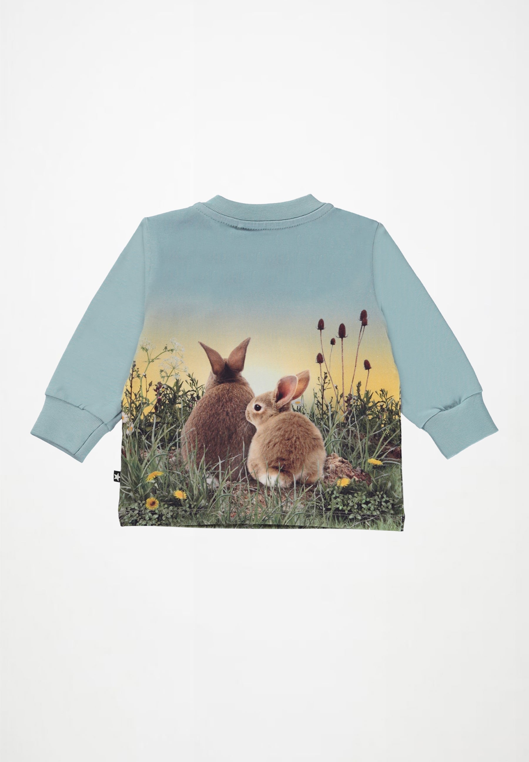 Eloy Rabbit Life